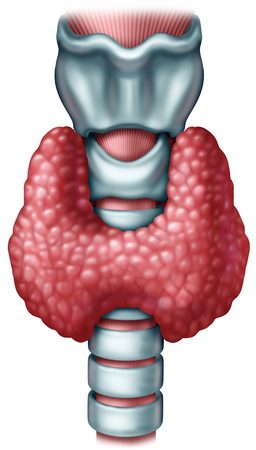 thyroid gland medical concept as a human organ with trachea and larynx as a symbol for endocrinology system or hormone secretion with 3d illustration elements on a white background.