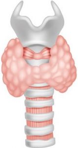 vector illustration of thyroid gland anatomy