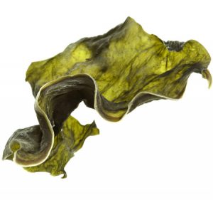  dried seaweed kelp slice close up macro isolated on white background