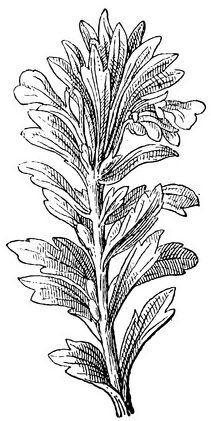 ajuga or bugleweed or ground pine or carpet bugle, vintage engraved illustration