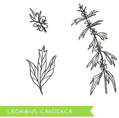  leonurus cardiaca - siberian herbs. handdrawn illustration