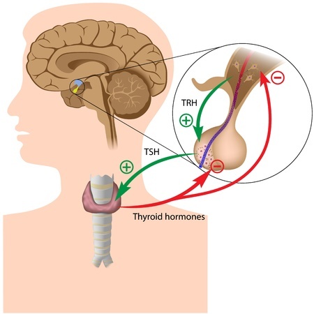 negative feedback in the pituitary thyroid axis