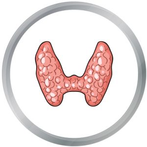 human thyroid icon in cartoon style isolated on white background. human organs symbol stock vector illustration.