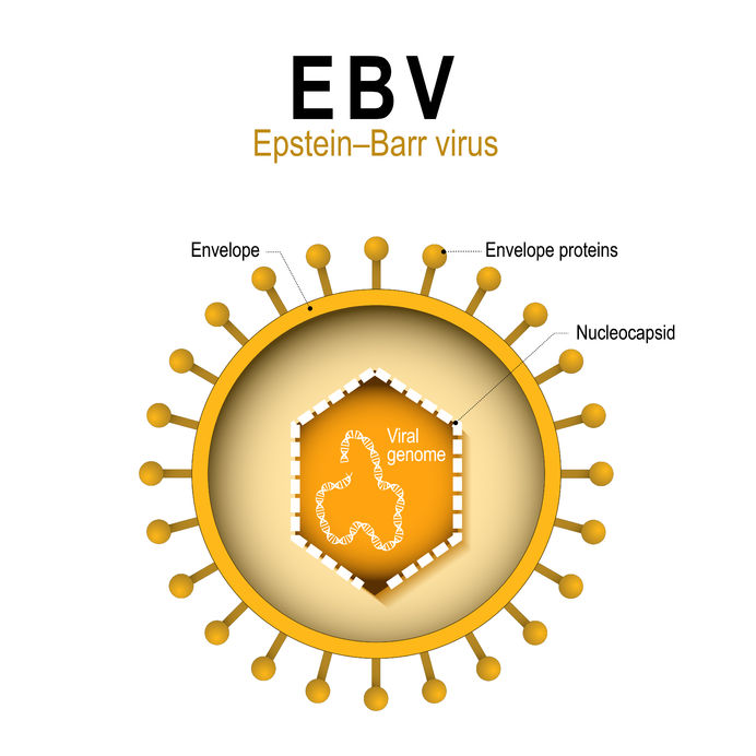 epstein–barr virus (ebv). human herpesvirus 4 (hhv). diagram of the structure of human herpes virus. the cause of infectious mononucleosis and cancer.