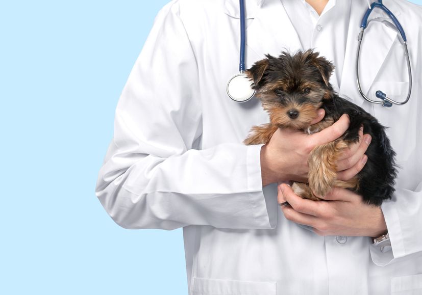 Veterinarian with dog