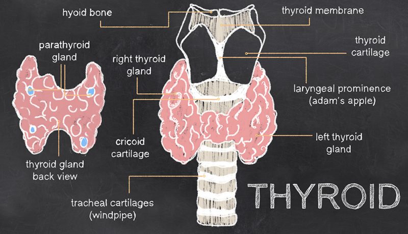Normal Thyroid Levels
