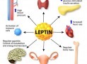 Role of Leptin and the Thyroid