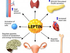 Role of Leptin and the Thyroid
