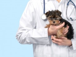 Thyroid Problems In Pets: What To Know And How To Deal With Them
