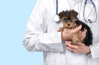 Thyroid Problems In Pets: What To Know And How To Deal With Them