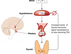 What You Should Know about the Thyroid Feedback Loop